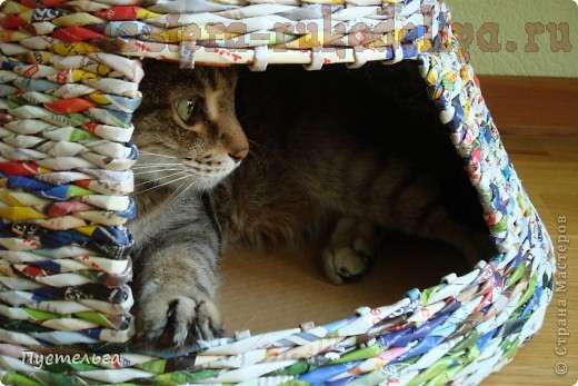 Лежанки для кошек: особенности, разновидности, тонкости выбора